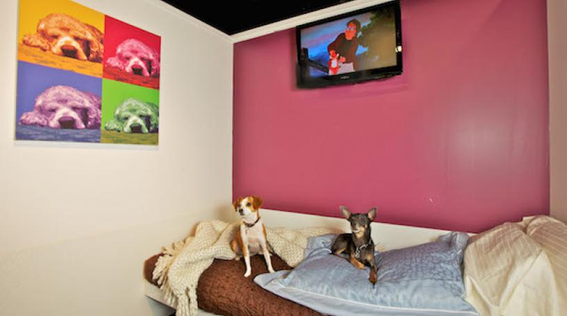 D Pet Hotels Chelsea, at 104 W. 27th St., offers all the amenities of home. File photo courtesy D Pet Hotels Chelsea.